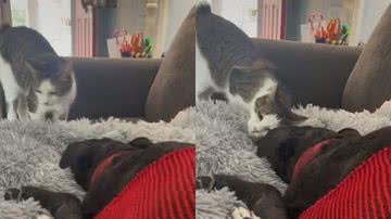 Reprodução / TikTok @ekkykay