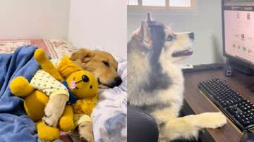 Reprodução / TikTok @hiroeoslobinhos