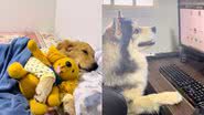 Reprodução / TikTok @hiroeoslobinhos