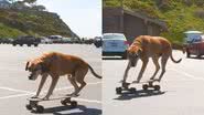 Reprodução / Instagram @bambooskates