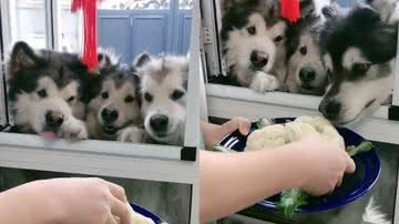 Reprodução / Twitter @TheWoofWorld