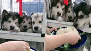 Reprodução / Twitter @TheWoofWorld