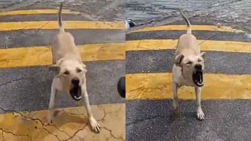 Reprodução / Twitter @superiIudido