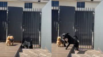 Reprodução / TikTok @grazifit