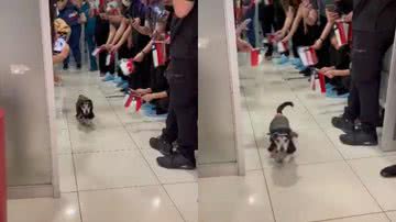 Reprodução / TikTok @vini_tx7