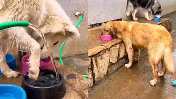 Reprodução / TikTok @hiroeoslobinhos