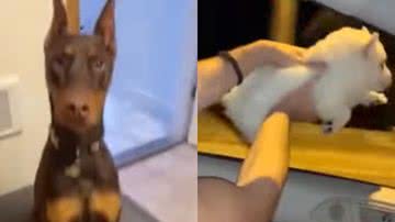 Reprodução / Redes Sociais