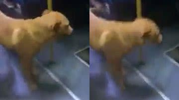 Reprodução / Redes Sociais