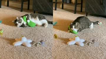 Reprodução / TikTok @sarardaniele