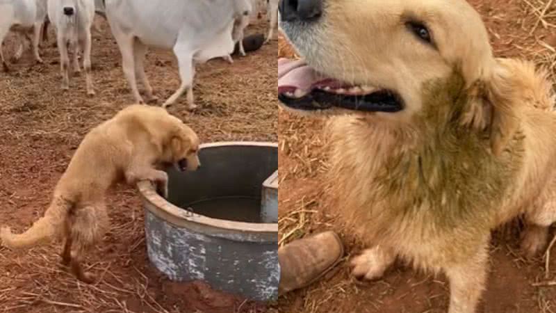 Reprodução / TikTok @diariodowoody