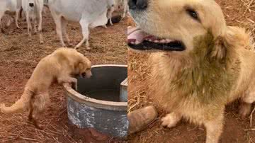 Reprodução / TikTok @diariodowoody