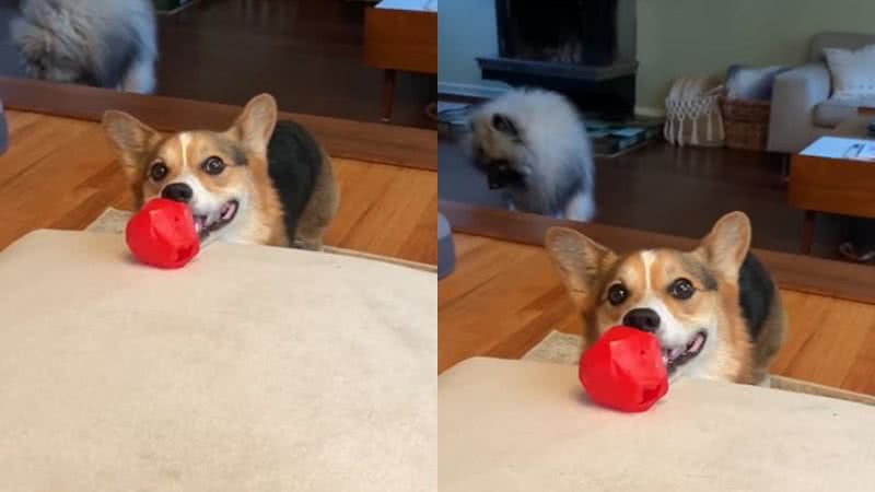 Cachorro Leva Objeto At Tutora Para dizer Que Quer Brincar Veja 