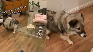 Reprodução / TikTok @romitorescue