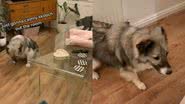 Reprodução / TikTok @romitorescue