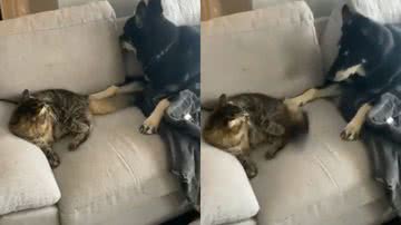 Reprodução / Twitter @BichinhosFB