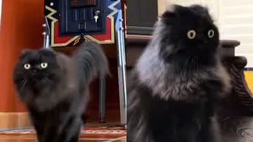 Reprodução / Instagram @seamus_the_scottish_fold