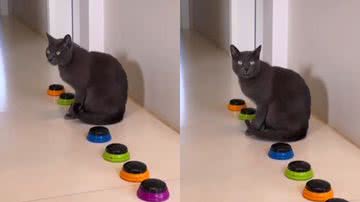 Reprodução/ Instagram @trigatos