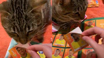 Reprodução / TikTok @alidapazzz