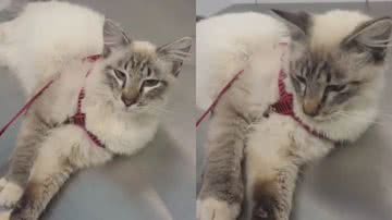 Reprodução/TikTok @maatheusluan