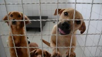 Divulgação/Prefeitura de Palmas