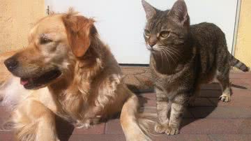 " - Ilustrativa / Pixabay