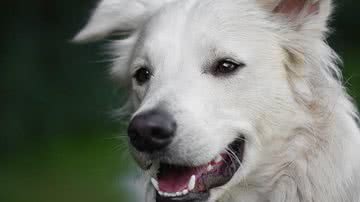 Ilustrativa / Pixabay