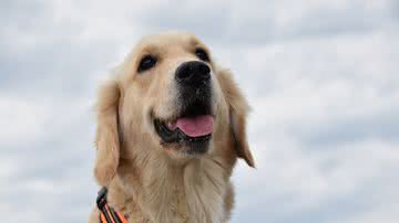 Ilustrativa / Pixabay