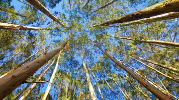 ekaterinvor por Pixabay