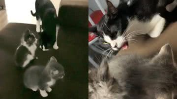 Reprodução/TikTok @gatinhos.mimados