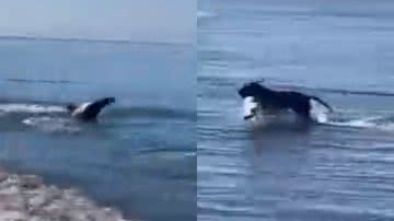 Imagem Posse de bola? Foca e cachorro disputam em praia e cena viraliza; assista e descubra quem levou a melhor