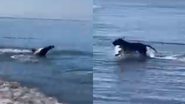 Imagem Posse de bola? Foca e cachorro disputam em praia e cena viraliza; assista e descubra quem levou a melhor