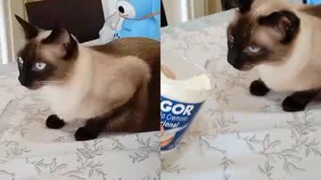 Reprodução/TikTok @pathycreace