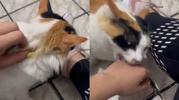 Reprodução/TikTok @letslucena