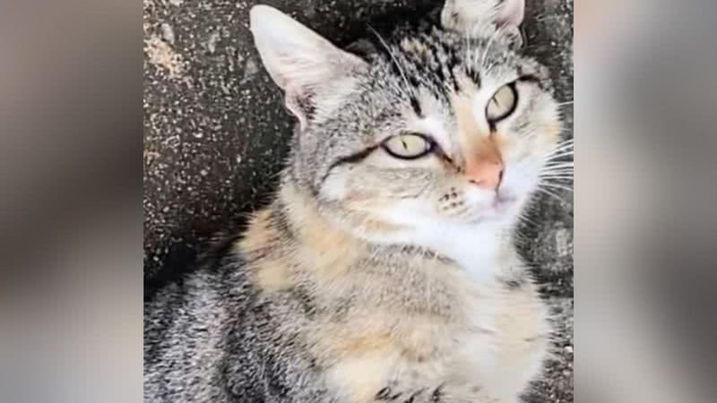 Gataa Ridha Gata vaidosa faz pose sempre que precisa tirar foto; assista