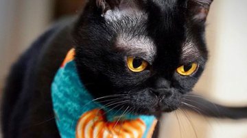 Gatos pretos: entenda o estigma que leva sofrimento a estes animais até  hoje - Pets - Diário do Nordeste