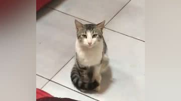 Reprodução/TikTok @tassiafb_