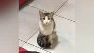 Reprodução/TikTok @tassiafb_