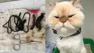 MedicalVet/Divulgação