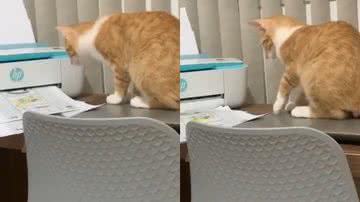 Reprodução/TikTok @thiagobueno98