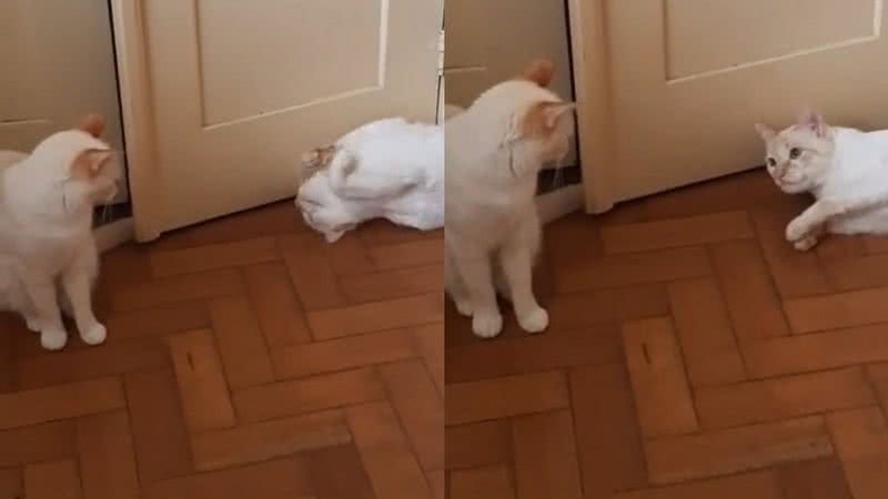 Reprodução/TikTok @lioneadelaide