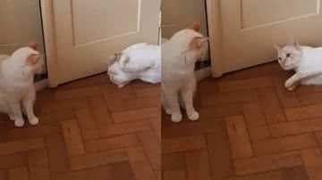 Reprodução/TikTok @lioneadelaide