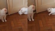 Reprodução/TikTok @lioneadelaide