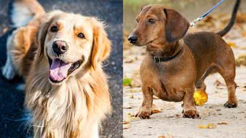 Reprodução/Pixabay