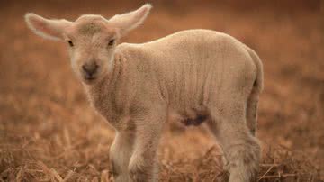 PublicDomainPictures por Pixabay