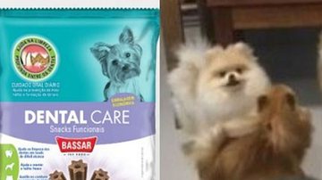 Reprodução/Bassar Pet Food/Record TV Minas