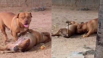 Reprodução/TikTok @adoteumbigodece