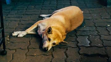 Reprodução/Pixabay