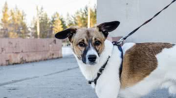 Reprodução/Pixabay