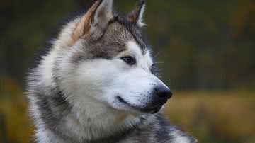 Reprodução/Pixabay