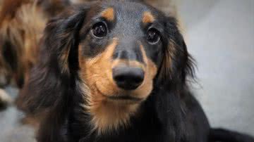 Reprodução/Pixabay